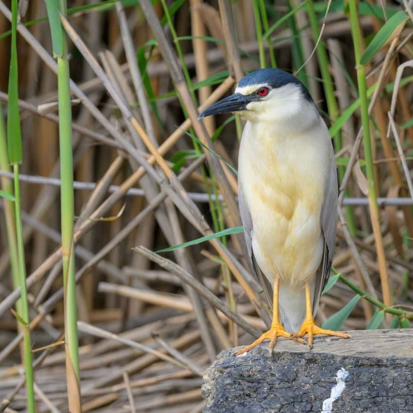 605085972 1261833009297827 8423844735706431385 n