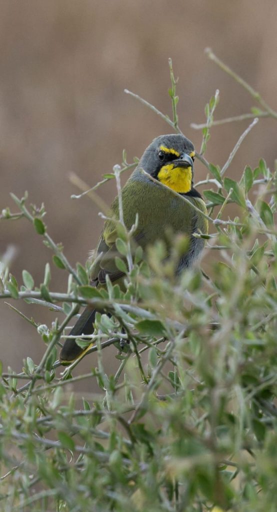 whatsapp image 2026 02 09 at 11.28.02 (1)