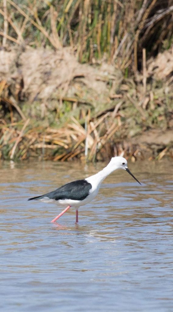 whatsapp image 2026 02 09 at 11.28.03