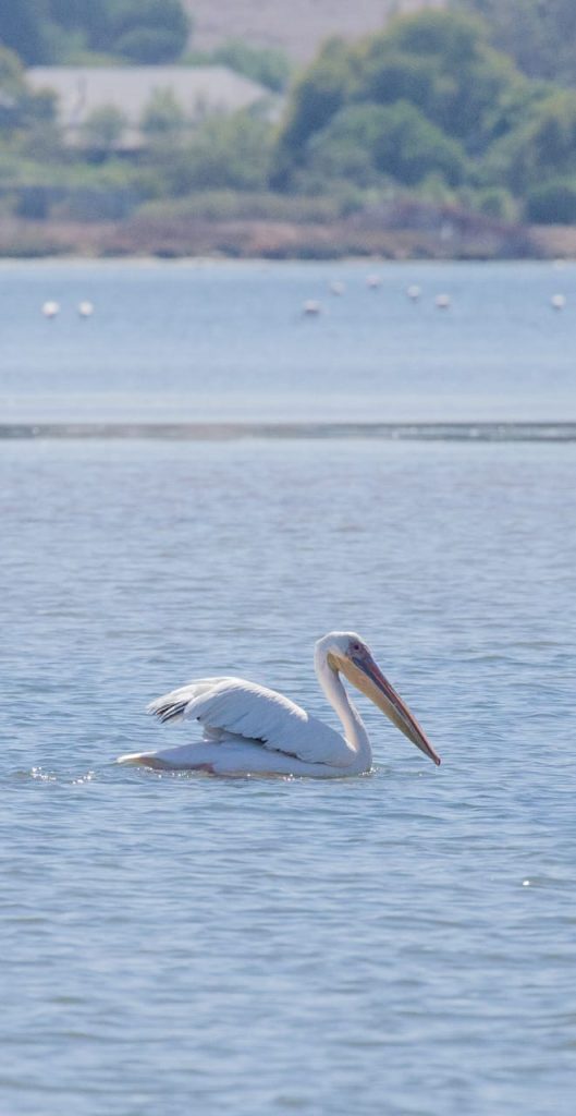 whatsapp image 2026 02 09 at 11.28.04 (1)