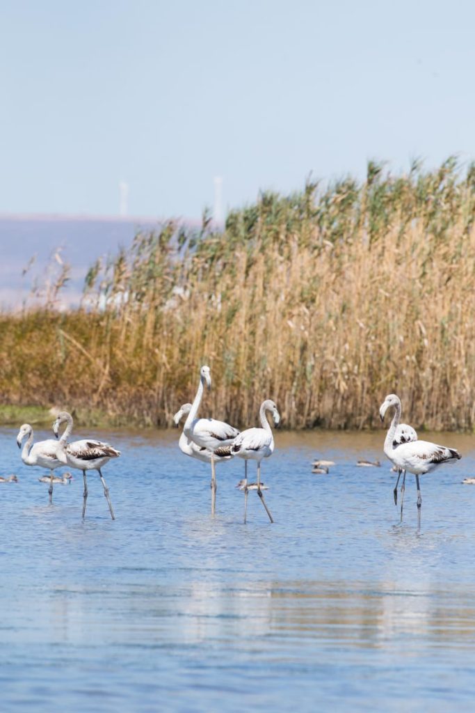 whatsapp image 2026 02 09 at 11.28.08