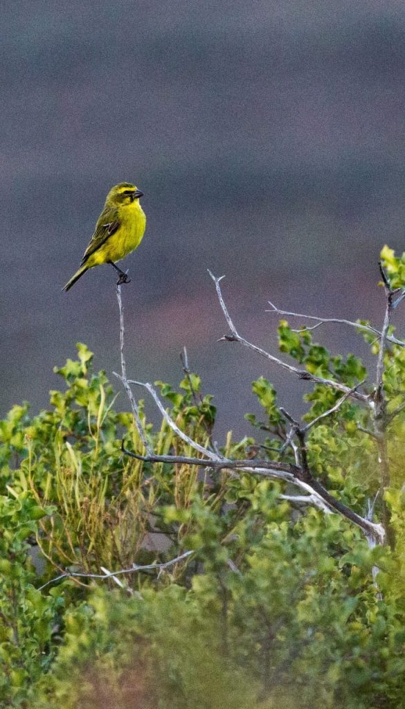 whatsapp image 2026 02 09 at 11.28.09 (1)