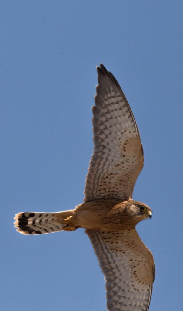 whatsapp image 2026 02 09 at 11.28.10 (2)